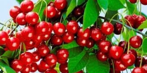 Stepska trešnja - uralski rubin, opis sorte